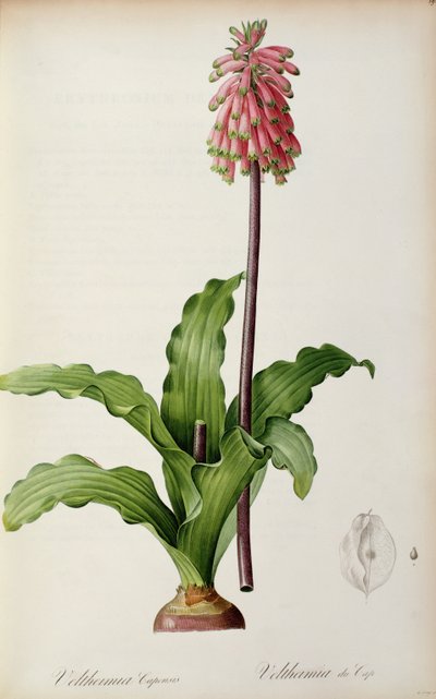 Veltheimia Capensis, aus 